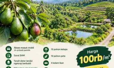 5 ha kebun alpukat cuma rp5 miliar