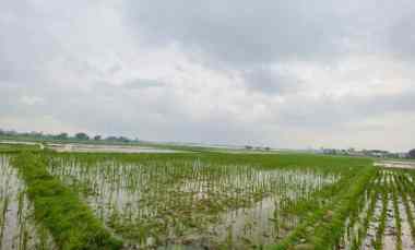 butuh uang cepat tanah sawah shm karawang 1 899 m