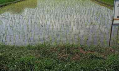 dijuak tanah sawah siap milik