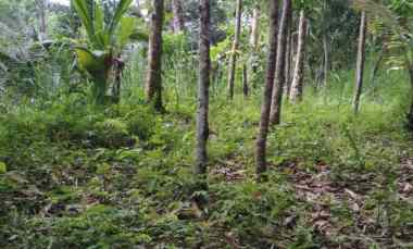 Dijual 1,058 Ha. Ds. Buahan Payangan Ubud Gianyar Bali