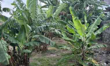 Dijual 2,77 are, jl. Pandu Padonan Dalung Kuta Utara