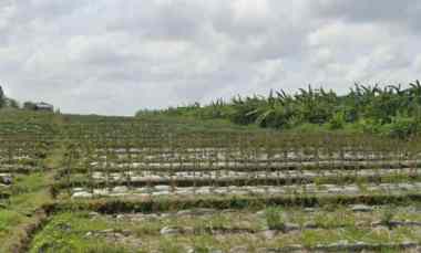 dijual 72 5 are loss pantai gangga sudimara tabanan