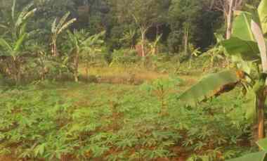dijual cepat kebun cocok untuk investasi