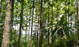 Dijual Cepat Tanah Kebun Jati 800 Pohon - Shm - Kab. Sukabumi