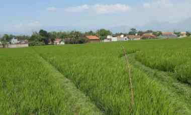 dijual cepat murah sawah produktif