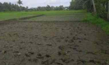 dijual cepat sawah di desa gendoh sempu banyuwangi