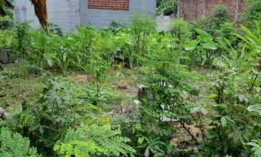 dijual cepat tanah jelidro