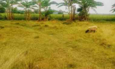 dijual cepat tanah murah