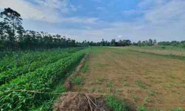 dijual cepat tanah murah