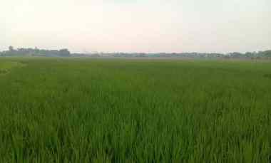 dijual cepat tanah sawah