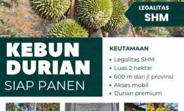 dijual kebun durian siap panen