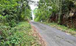 dijual kebun jati 65 ribu permeter kerjo karanganyar