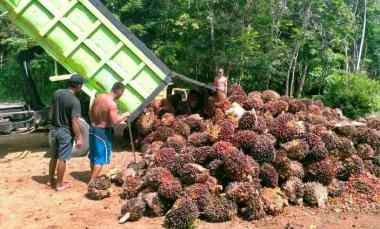 Tanah Dijual di Sukamulya