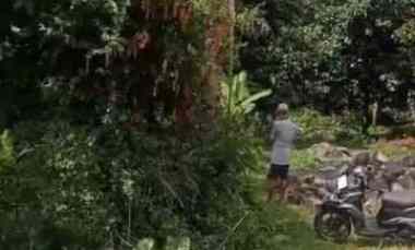 dijual lahan durian dengan view sawah yang asri