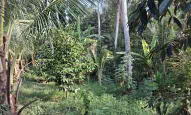 dijual lahan kebun prospektif pinggir jalan hotmix