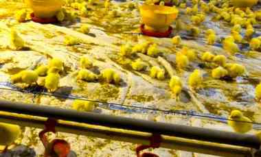 Harga Terbaik Kandang 60,000 Ayam Modern Close House Full Automatic