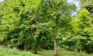 dijual rumah dijual cepat tanah di