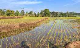 Dijual Sawah 125ribu/m Mojogedang Karanganyar