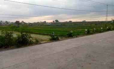 dijual sawah hijau kebonarum mangku jln klaten ngupit