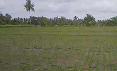 dijual sawah produktif di banyuwangi jawa timur