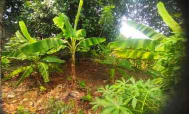 dijual sebidang tanah kosong