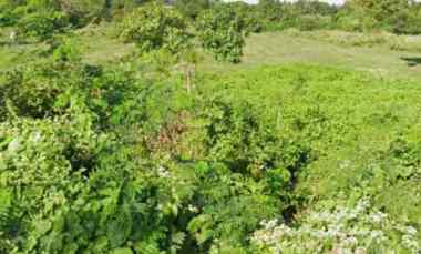 dijual tanah 1 1 hektar jl pantai siyut gianyar bali