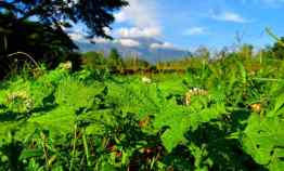 Kavling Prigen Garden Investasi Properti Bernilai Tinggi