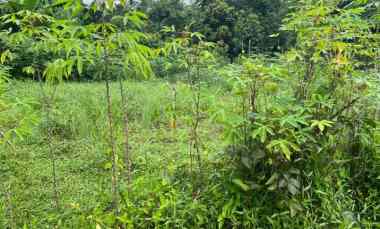 dijual tanah ajb luas 211 di parung panjang bogor