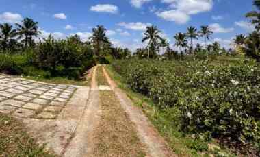 Dijual Tanah Kebun Jambu 33,5 are, Apuan Baturiti Tabanan