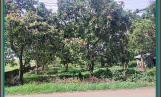 Tanah dan Pohon Mangga Dijual di Lokasi Strategis, Gantar Indramayu