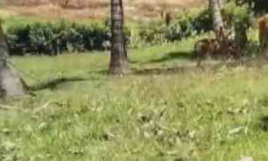 dijual tanah balian beach selemadeg