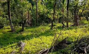 Dijual Lahan Murah Los Sungai dengan Lokasi yang Strategis