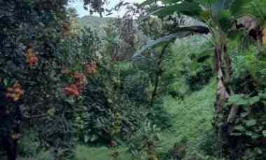 dijual tanah banjar dinas suci