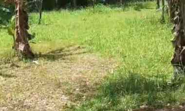 Dijual Tanah di Banyubiru,Kec Negara,Kab Jembrana