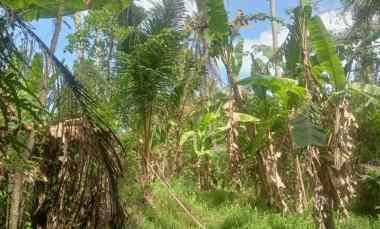 dijual tanah beraban selemadeg timur