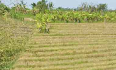 dijual tanah beraban tabanan bali