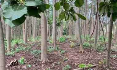 dijual tanah bringin