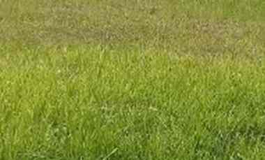 dijual tanah bukit palma