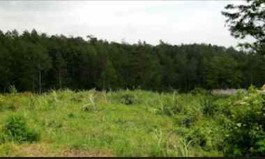 dijual tanah cembor 1