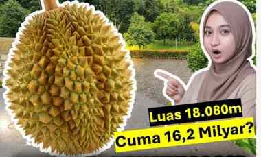 dijual tanah cijeruk