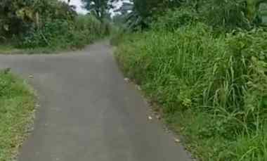 Dijual Tanah Kebun sudah Ada Pohon Mangga, Bisa di Tanami Padi