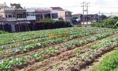 Dijual Tanah Kosong di Daerah Berastagi Sempajaya Kab. Karo