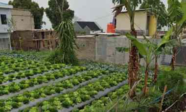 dijual tanah daerah wangunsari lembang