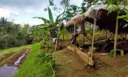 Tanah View Sawah Terasering 13 menit dari Alassari Plantation Bali