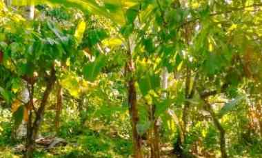 Dijual Tanah Kebun 90 are 9000 m2 Kopi Coklat Tabanan Bali