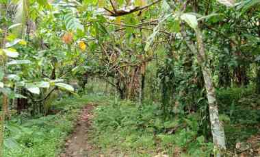 Dijual Tanah Kebun Produktif Los Sungai Murah Tempat Strategis