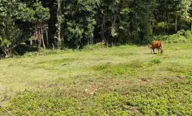 Tanah Murah SHM, Zona Kuning,Pinggir Jalan di Area Bajera Tabanan