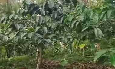 dijual tanah desa belimbing pupuan