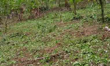 dijual tanah desa belimbing pupuan