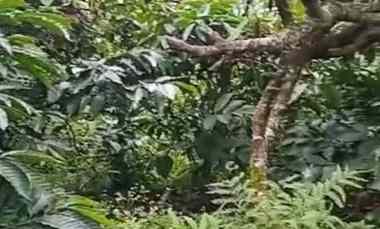 dijual tanah desa bongancina buleleng bali